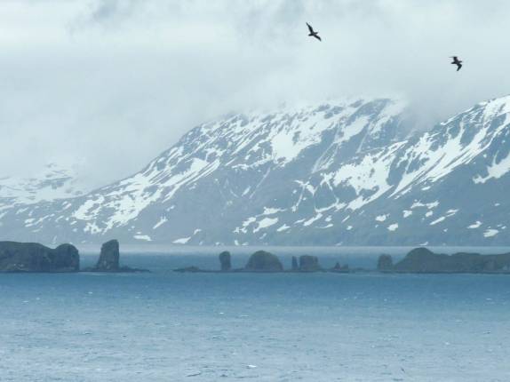 Albatrozes sobrevoam o mar em frente de Prion Island, na Geórgia do Sul
